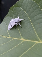 Acronicta leporina
