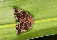 Ricania speculum