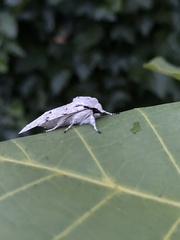 Acronicta leporina
