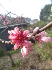 Prunus persica