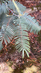 Acacia baileyana