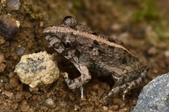 Fejervarya multistriata