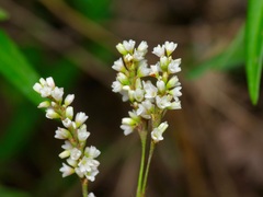 Persicaria hydropiperoides