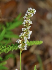 Persicaria hydropiperoides