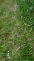 Agrostis