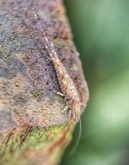 Meinertellidae