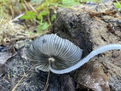 Coprinopsis lagopus