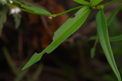 Persicaria hydropiperoides
