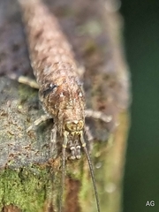 Meinertellidae