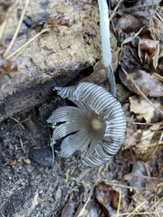 Coprinopsis lagopus