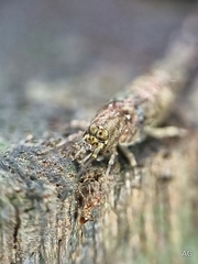 Meinertellidae