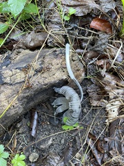 Coprinopsis lagopus