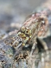 Meinertellidae