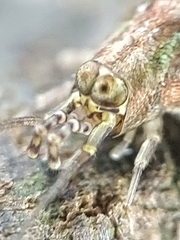 Meinertellidae