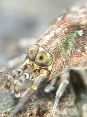Meinertellidae