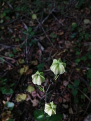 Lilium