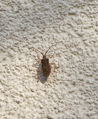 Gonocerus acuteangulatus
