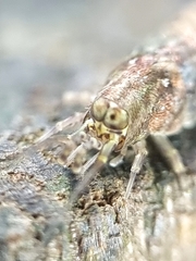 Meinertellidae