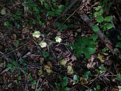 Lilium