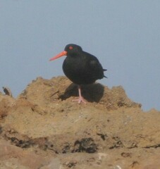 Haematopus fuliginosus