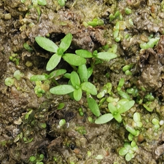 Callitriche stagnalis