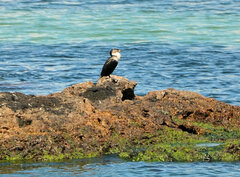 Phalacrocorax carbo lucidus