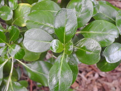 Coprosma repens