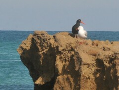 Haematopus fuliginosus