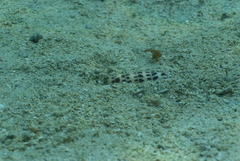 Terebra subulata