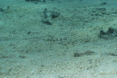 Terebra subulata