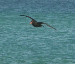 Haematopus fuliginosus