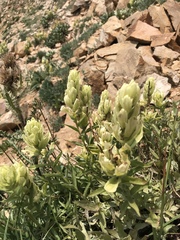 Castilleja occidentalis