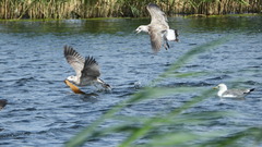 Larus armenicus