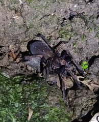 Uliodon