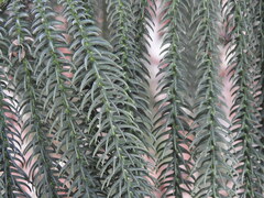 Araucaria