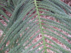 Araucaria
