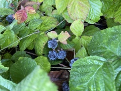 Rubus caesius