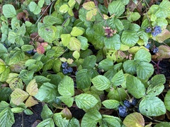 Rubus caesius
