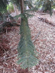 Araucaria