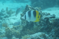 Chaetodon ulietensis