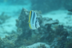 Chaetodon ulietensis