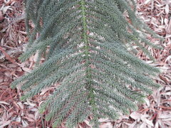 Araucaria