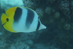Chaetodon ulietensis