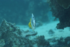 Chaetodon ulietensis