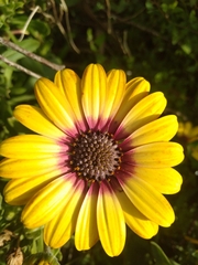Dimorphotheca