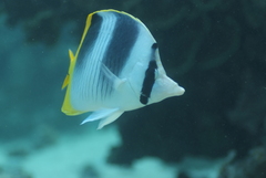 Chaetodon ulietensis