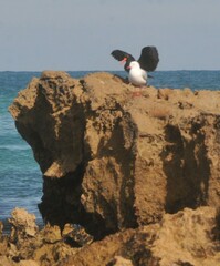 Haematopus fuliginosus