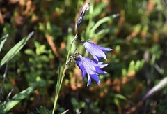 Campanula stevenii