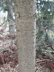 Araucaria
