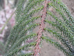 Araucaria